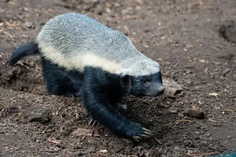 这种远古动物叫猫不是猫,却是老虎,鬣狗和蜜獾的共同祖先