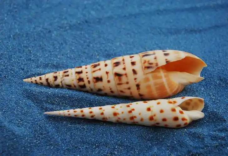 大笋螺天然大贝壳海螺鱼缸造景手工diy漂流瓶装饰卷贝鱼寄居蟹壳