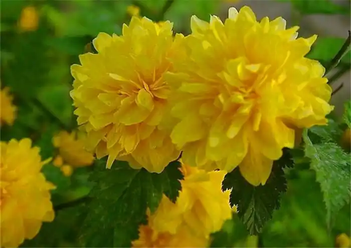 百花园1191棣棠花