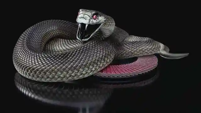 疯狂的人每个月注射黑曼巴蛇毒液三倍致死剂量