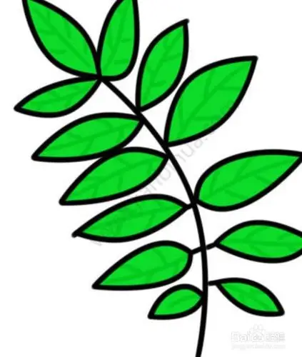 槐树叶子图片怎么画