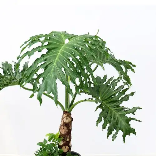 羽老桩大型春雨绿植盆栽办公室客厅盆景室内大植物 1米龙鳞春羽【白