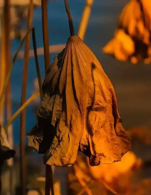 的往事扯住一朵白云与几尾游鱼相濡以沫和一株秋荷攀谈当风吹入襟怀