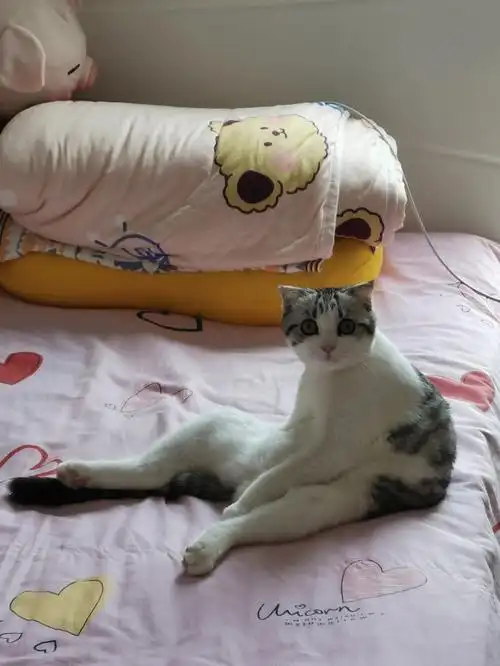 折耳猫这是发病了吗