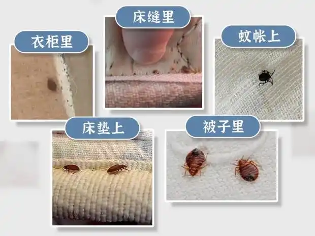 床虱危机席卷全球,我们在日常生活中应如何防范?