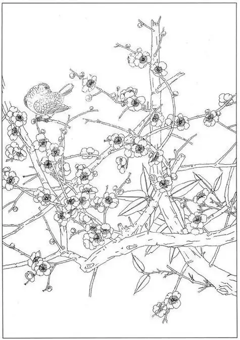 梅花高清白描线稿图片下载19幅