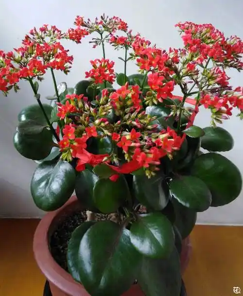 我的长寿花盆栽