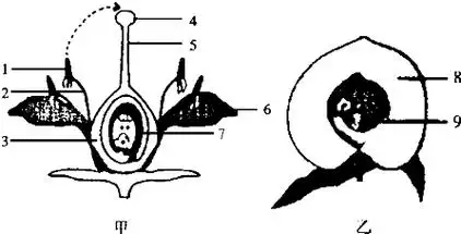 初中生物 题目详情(1)当蜜蜂从这朵花采蜜后离开时,发现蜜蜂身上沾有