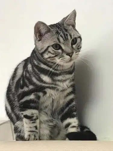 【北京地区】美国短毛猫银虎斑幼猫寻找新家