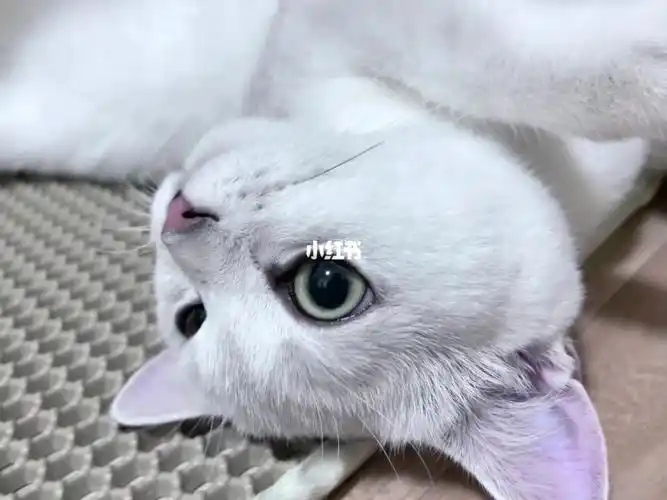 所以银渐层眼睛是变色龙吗