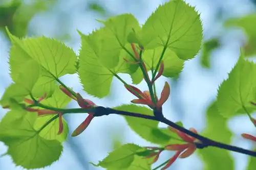 春天新长出来的紫椴树叶边上带锯齿……_高清图集_新浪网