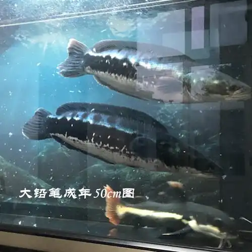 大铅笔鱼雷龙小盾鳢多曼凶猛肉食龙鱼活体宠物热带观赏鱼鱼苗包邮