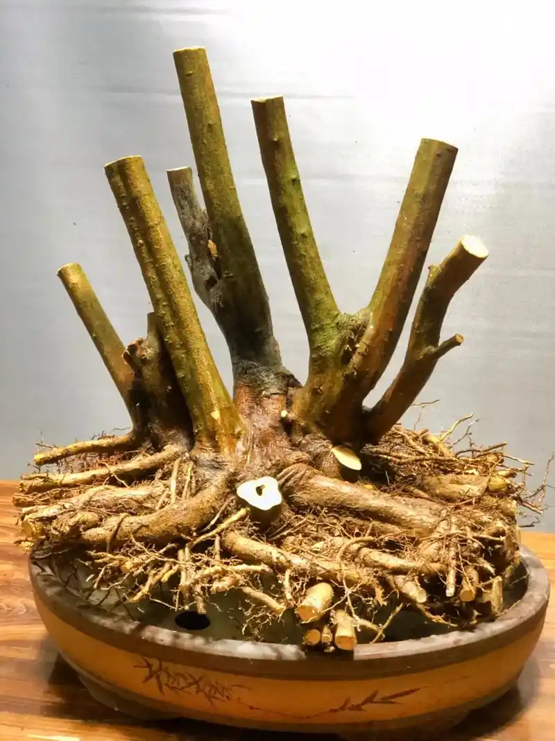 山桔丛林#盆景素材 - 抖音