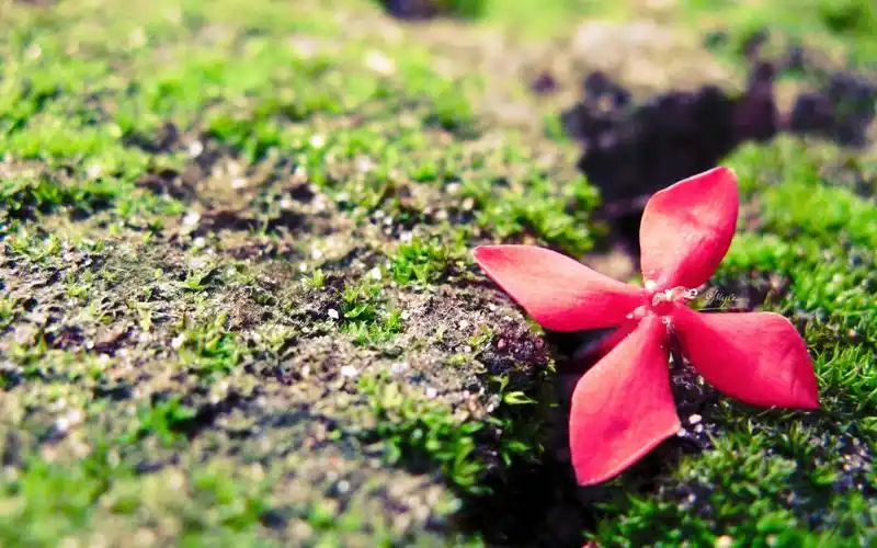 【【共享壁纸】 护眼系(y50-70适用)】-【小新笔记本】论坛-lenovopc