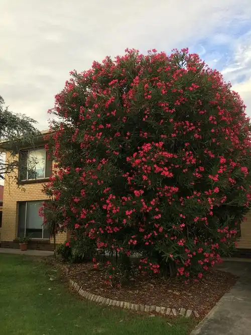 adelaidy庭院里的花草树木 2017-2