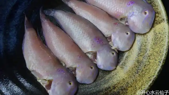 美食#红马头鱼.