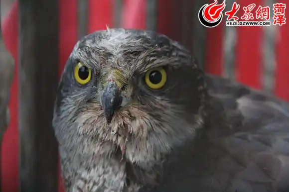 菏泽一市民养老鹰当宠物怕冻死想要送人