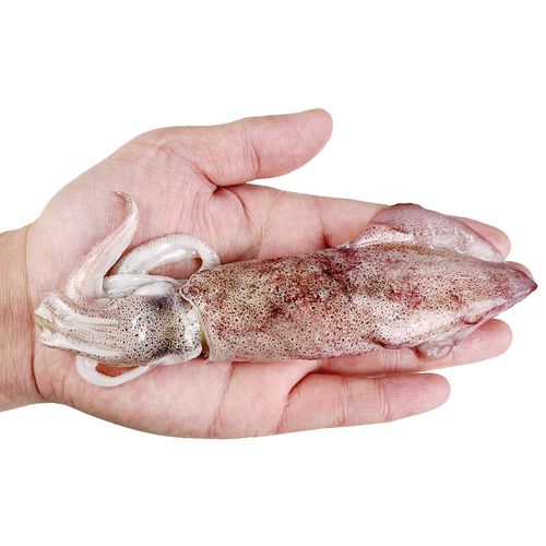 凡今仟味【满膏】冻母鱿鱼9-10条1000g袋装笔管鱼乌贼海鲜