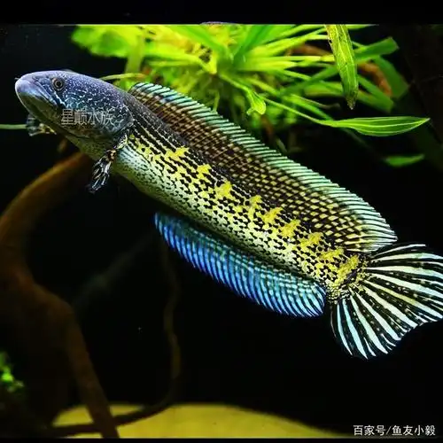 雷龙鱼,一种新的观赏鱼