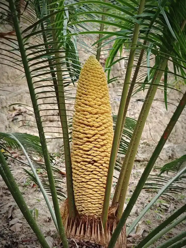 小米徕卡影像大赛 走进神秘的植物世界～苏铁(1)苏铁科属 - 抖音