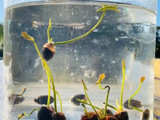 夏日荷花  #悉尼生活  #碗莲  #碗莲日记  #碗莲养护  #碗莲种植