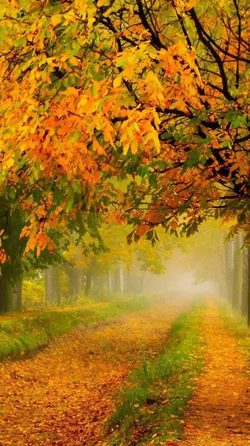 唯美秋季风景高清图片手机壁纸