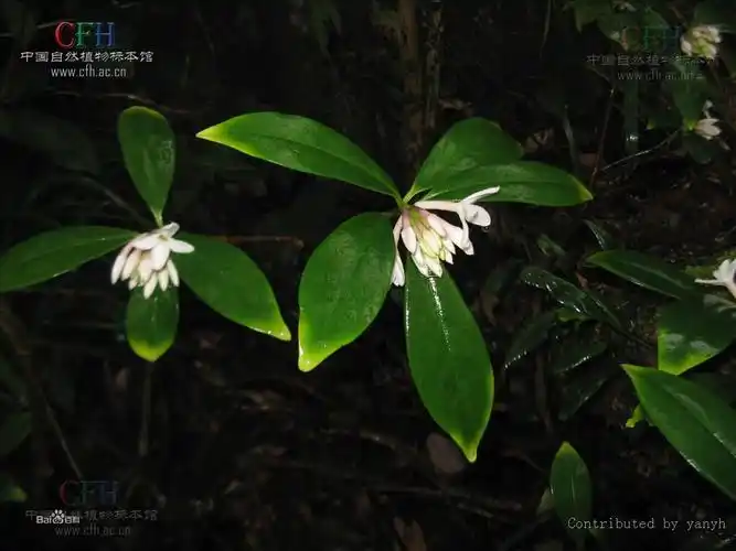 p>雪花皮又名白瑞香,属于常绿灌木,高1-1.5m,稀达4m.
