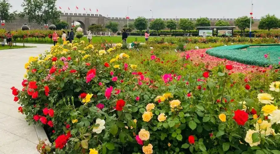 正定花开满城繁花似锦