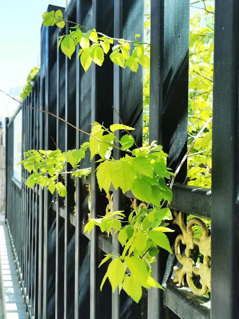 春天里的寻觅.春意,也许是一树桃花,也许是一抹新绿.春 - 抖音