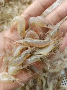 000人付款淘宝微山湖野生白虾白米虾薄皮虾,就几斤