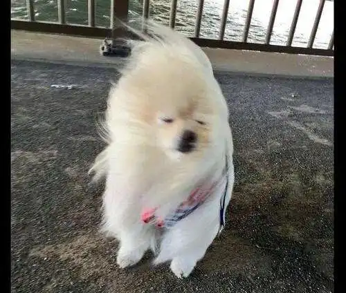 刮大风了上海气温又坐过山车初七郊区冰点以下