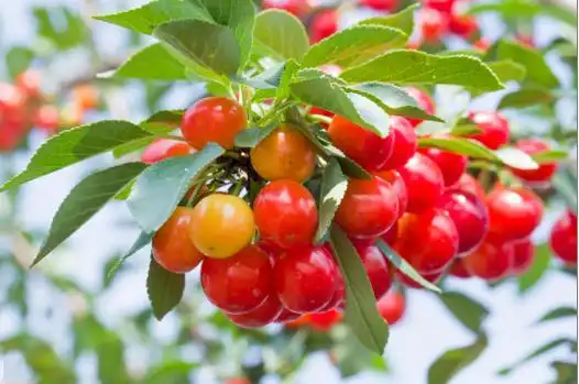 休闲樱桃正当时