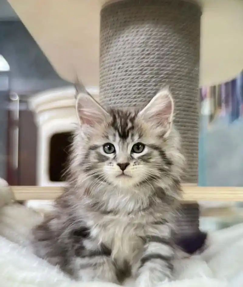 自家个人缅因猫幼崽,两只弟弟一只 - 抖音