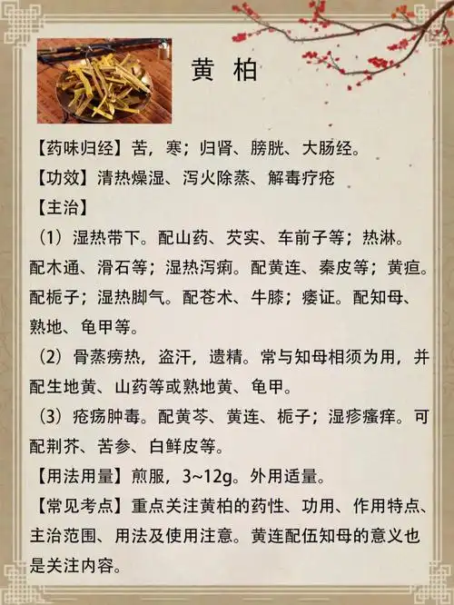 黄柏具有清热燥湿,泻火解毒,解毒疗疮等功效#中医  ##中药材  #中药