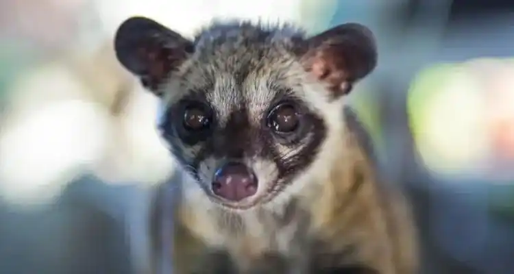 白面狸是几级保护动物