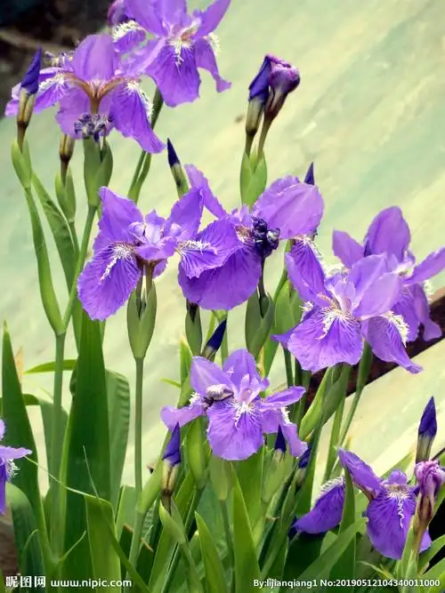 鸢尾花图片