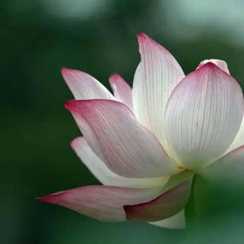 高清看淡一切的图片头像