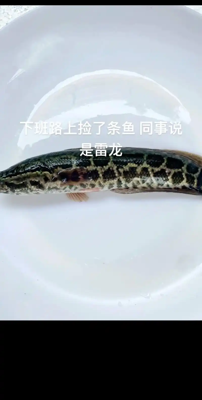 新手开缸#大黑鱼#雷龙鱼 #开缸 #新手养鱼 养不好就买 - 抖音