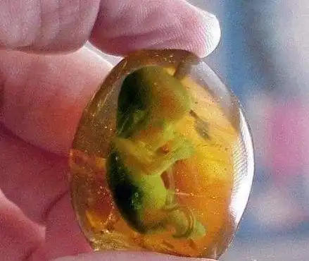 也有说,这是尸茧尸茧图片琥珀尸茧尸茧是什么尸茧真实图片尸茧是什么