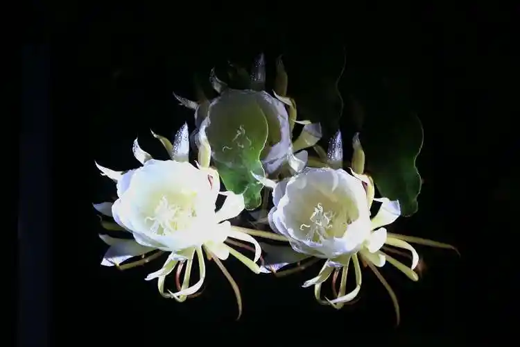 昙花与火龙果花