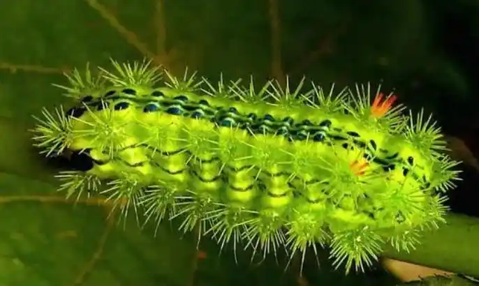 洋辣子学名叫什么?