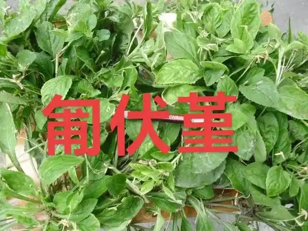 16.97伤中草药  图片来自网络 - 抖音