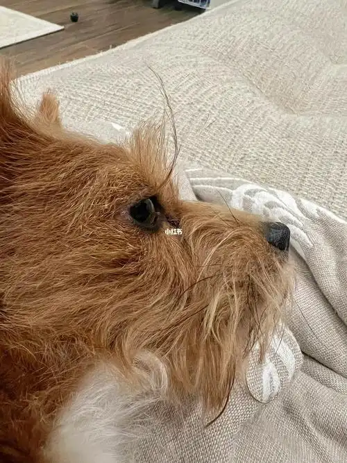 小狗的睫毛突然支棱起来了