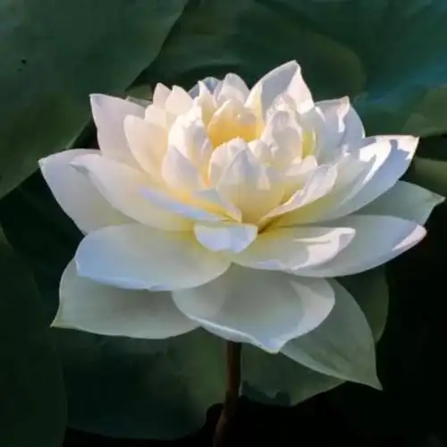 佛系唯美头像图片 高清好看能做微信头像的禅意图片