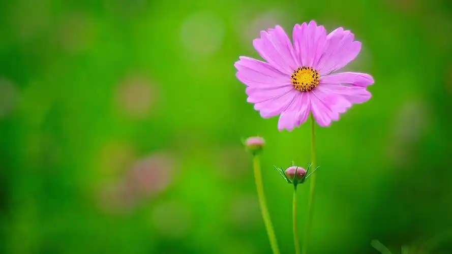 唯美小清新养眼花朵桌面壁纸