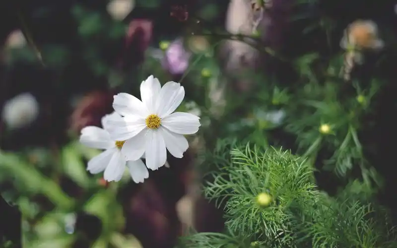 陌路遥望,回忆未央,护眼,绿色,清新,安静,唯美,静好,williamong,花朵