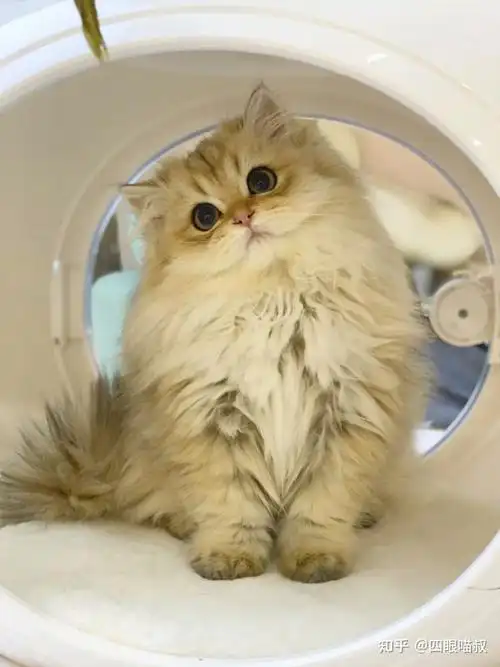 广州长毛金渐层 - 知乎