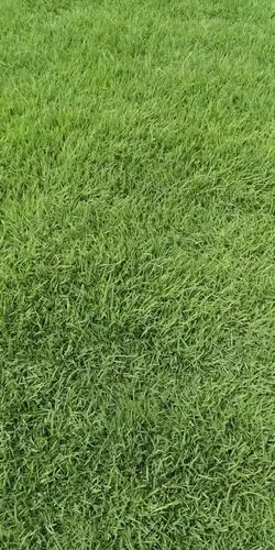 结缕草(细叶结缕草)