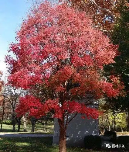 谁说北方地区不能发展珍贵树种?强烈推荐这18个树种!