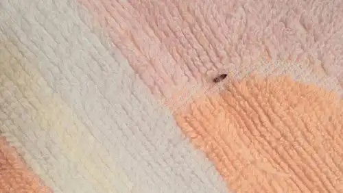 这虫子是什么虫,在家床上发现,求解答